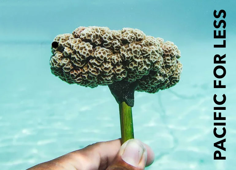 Our Pacific for Less Coral